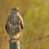 Kane lesni - Buteo buteo - Common Buzzard 1124